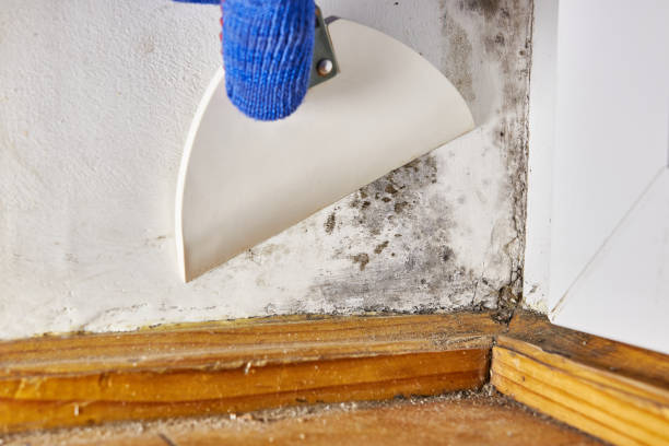 Trusted Wyncote, PA Mold Removal Experts